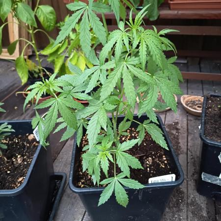 White widow rqs