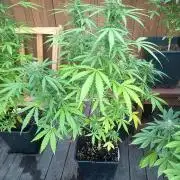 White widow rqs