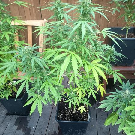 White widow rqs