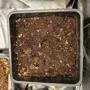 gorilla auto
