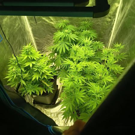 afghani