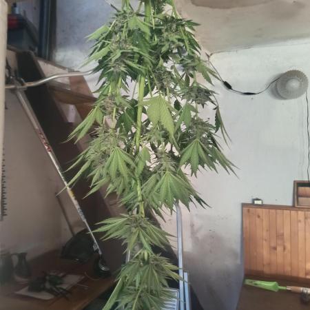 apricot gorilla auto