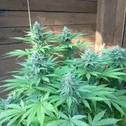afghani