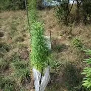 chokobang