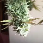 mamdarine 3x