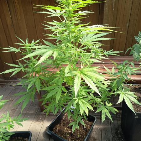 White widow rqs