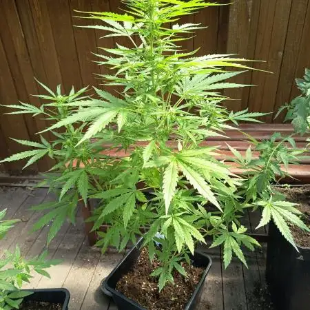 White widow rqs