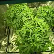 mandarine + critical