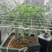 ZUSHI S1 ( BOTAFARM )