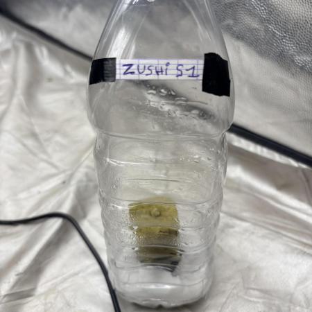 ZUSHI S1 ( BOTAFARM )