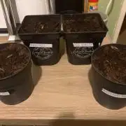 Organic / mineral
