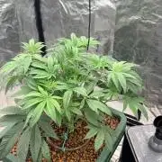 ZUSHI S1 ( BOTAFARM )