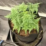 L’ETS GROW ! A BEST STRAIN !