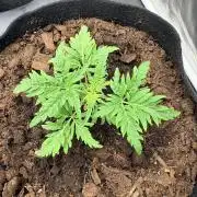 L’ETS GROW ! A BEST STRAIN !