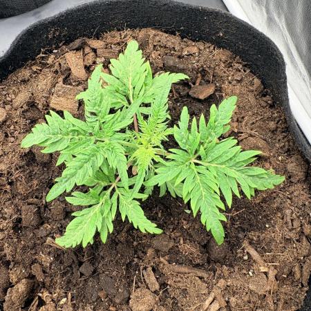 L’ETS GROW ! A BEST STRAIN !
