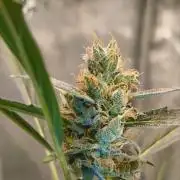 My first grow - Gorilla Cookies Auto.
