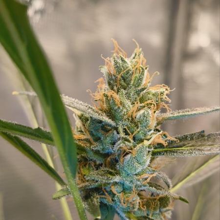 My first grow - Gorilla Cookies Auto.
