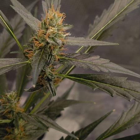 My first grow - Gorilla Cookies Auto.