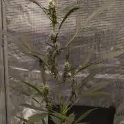 My first grow - Gorilla Cookies Auto.