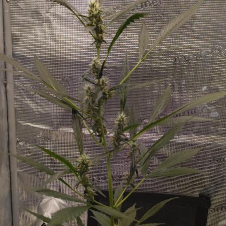 My first grow - Gorilla Cookies Auto.