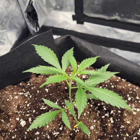 My first grow - Gorilla Cookies Auto.