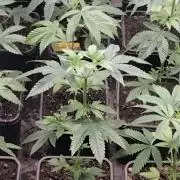 18s néctar purple