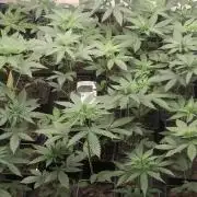 18s néctar purple