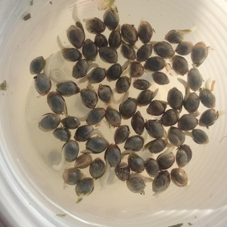 Indoor: toad skin x zkittel