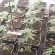 18s néctar purple