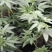 18s néctar purple