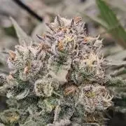 Zillions by barneys farm