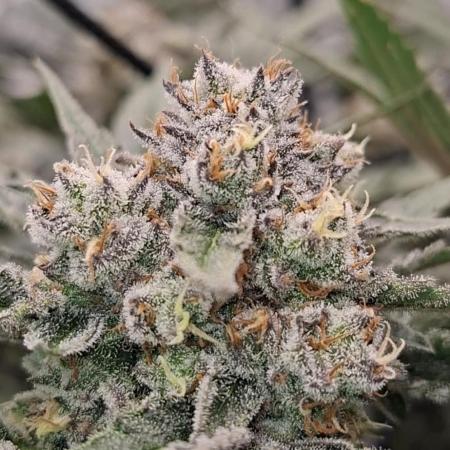 Zillions by barneys farm