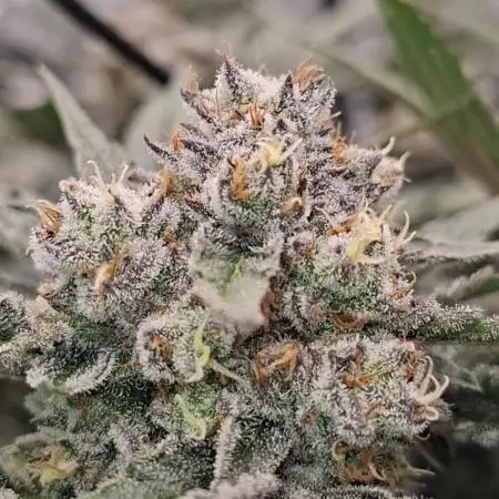 Zillions by barneys farm