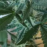 Small space cfl autoflower grow