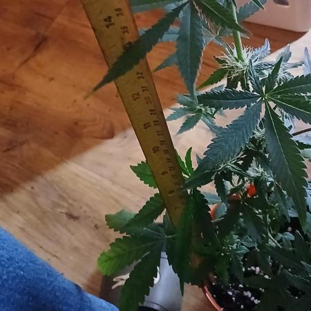 Small space cfl autoflower grow