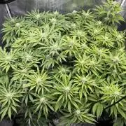 Indoor Ocifer