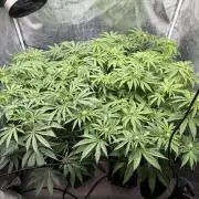 Indoor Ocifer