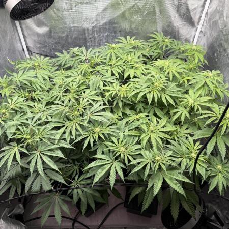 Indoor Ocifer