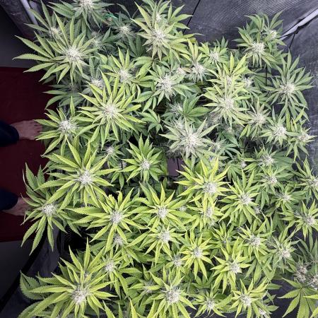 Indoor Ocifer