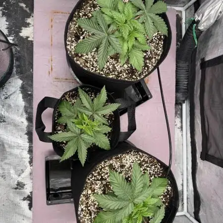 Indoor Ocifer