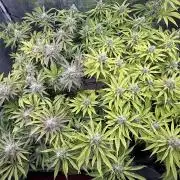 Indoor Ocifer