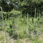 Autos indoor to outdoor
