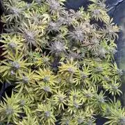 Indoor Ocifer