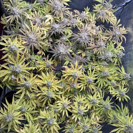 Indoor Ocifer