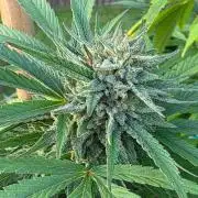 Bubba kush barneys + herbies freebies