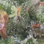 Bubba kush barneys + herbies freebies