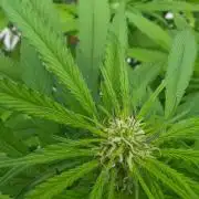 Bubba kush barneys + herbies freebies
