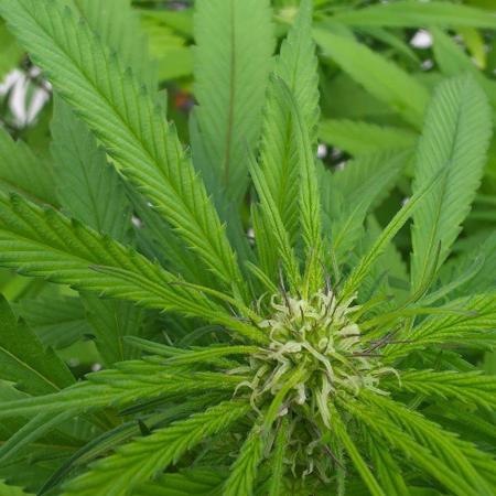 Bubba kush barneys + herbies freebies
