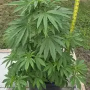 Bubba kush barneys + herbies freebies