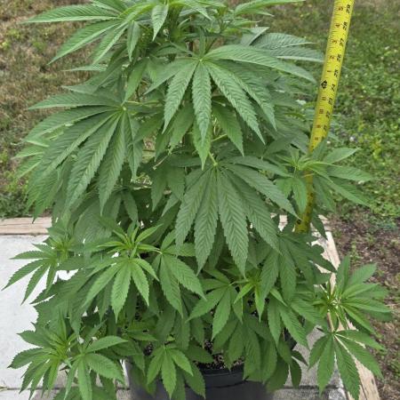 Bubba kush barneys + herbies freebies